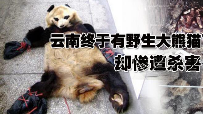 枪死"大熊猫",会判多少年?真的会"牢底坐穿"吗?看真实