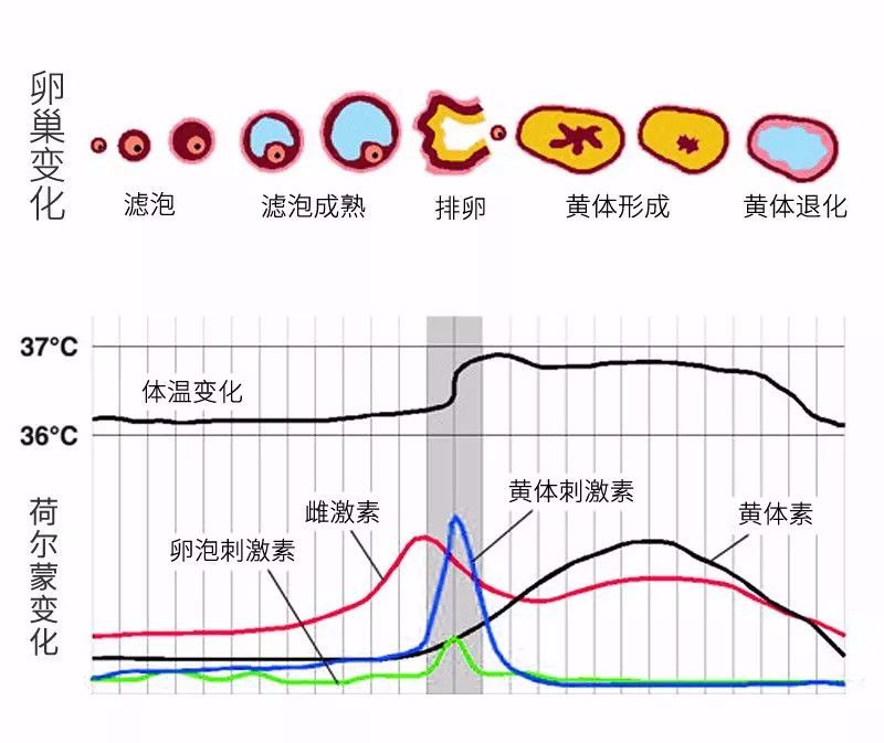 当我们临近排卵期时,女性体内的性激素将发生周期性的变化,促使卵巢内