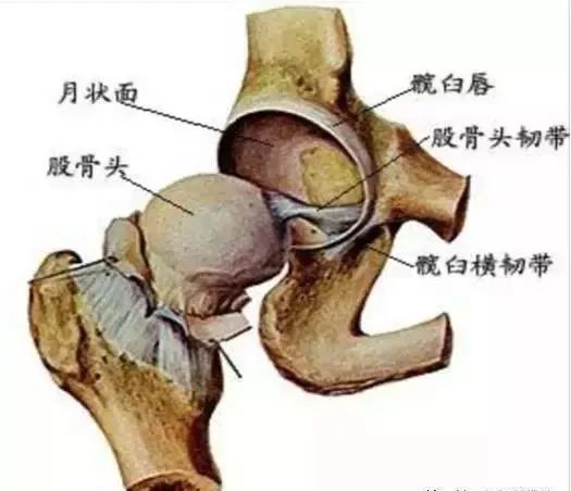 关节囊解剖:成人髋关节囊包绕整个股骨头和大部分的股骨颈,仅股骨颈