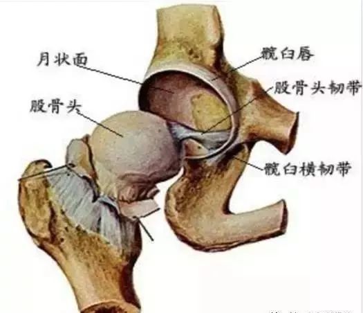 关节囊解剖:成人髋关节囊包绕整个股骨头和大部分的股骨颈,仅股骨颈后