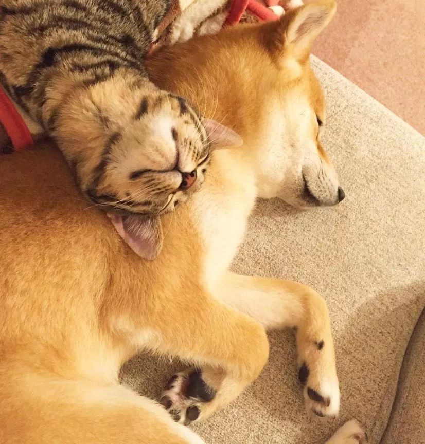 这时主人不要一直盯着它们看,避免猫咪和狗狗情绪紧张