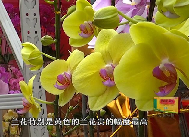 淡雅的红石竹,明艳的长春花,浪漫的桃花…… 这里花海已连片盛开,看