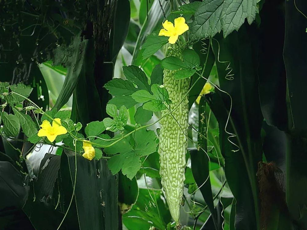 我在阳台种苦瓜,轻松9个步骤,没有种植经验也能成功!