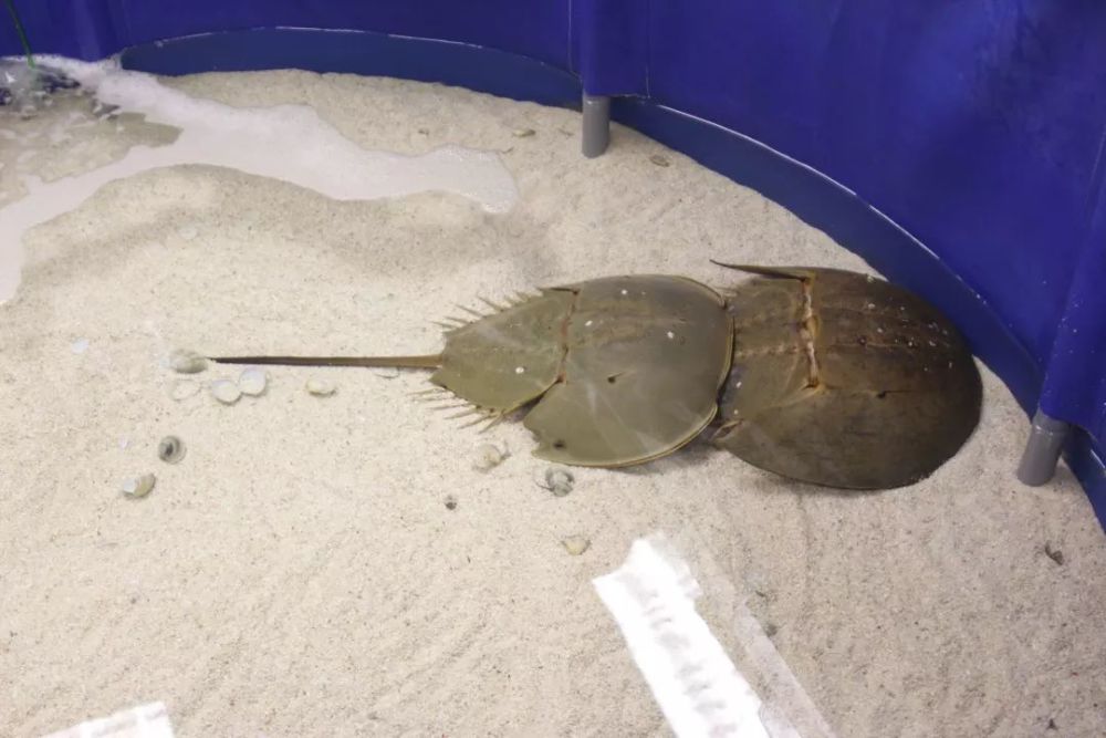 马蹄蟹(horseshoe crab)