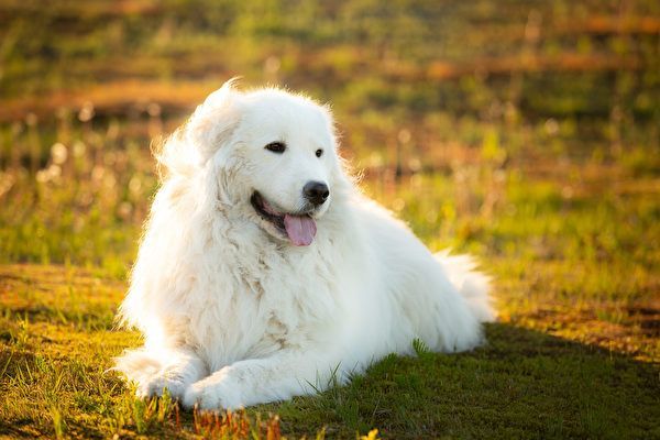 图为一只白色马瑞马牧羊犬,与本文无关.(shutterstock)