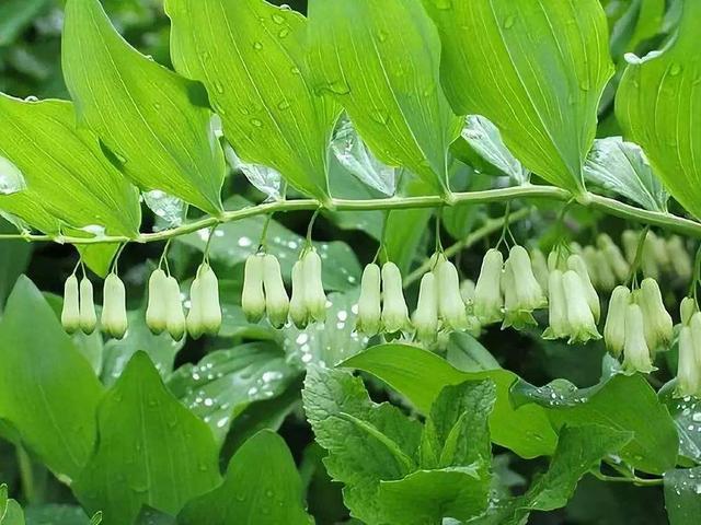 玉竹长在山里,根茎黄白叶子翠绿价值高,不能当成野草