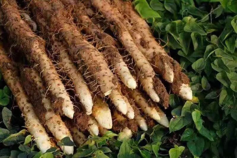 山药是什么 腾讯网