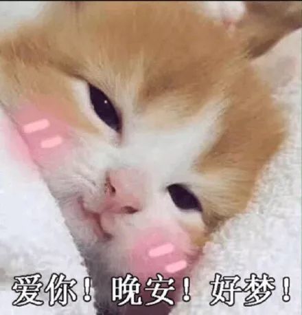 搞笑猫咪表情包,一起睡觉觉嘛?