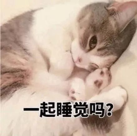 搞笑猫咪表情包,一起睡觉觉嘛?