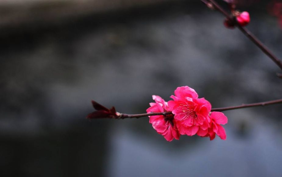 春梅花一两朵,便知春天的到来!