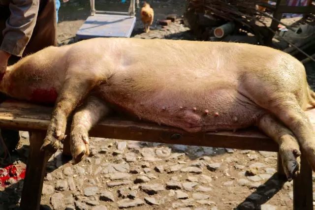 大家七手八脚的把猪扛上台上 03 将死猪放入盛有开水的大木桶中进行