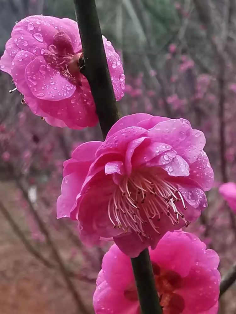 三明这个地方藏着一个梅花谷!春节正是最佳观赏期!