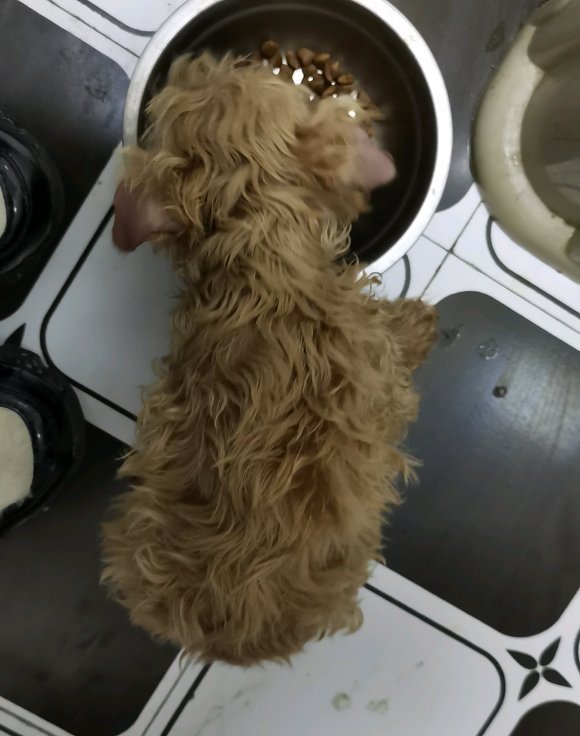 妹子在地铁口遇到只泰迪,买了根火腿肠喂它,吃完一直跟到家了