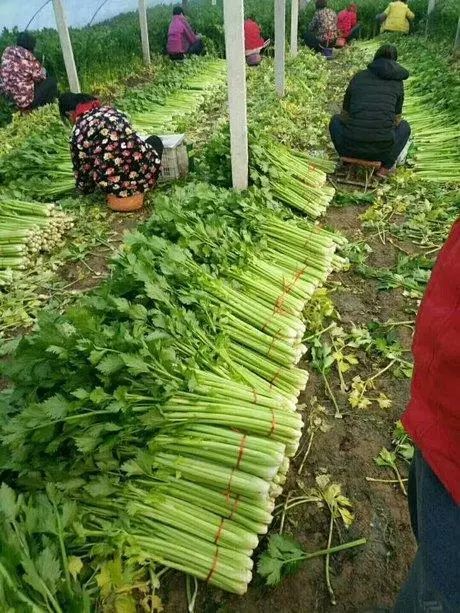 进口西芹图片 华盛顿西芹种子 美国进口芹菜种子