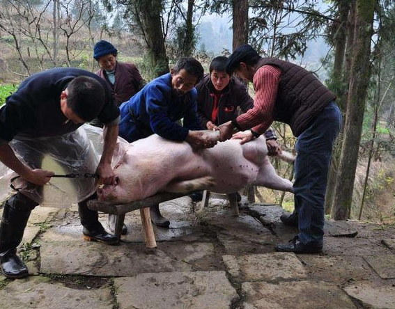 俗语逢亥不杀猪是什么意思农村过年杀猪有哪些讲究呢你知道吗