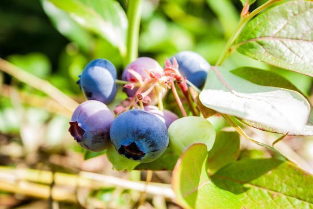 这种野果形同蓝莓,味道很好,为何农村小孩却望而生畏?
