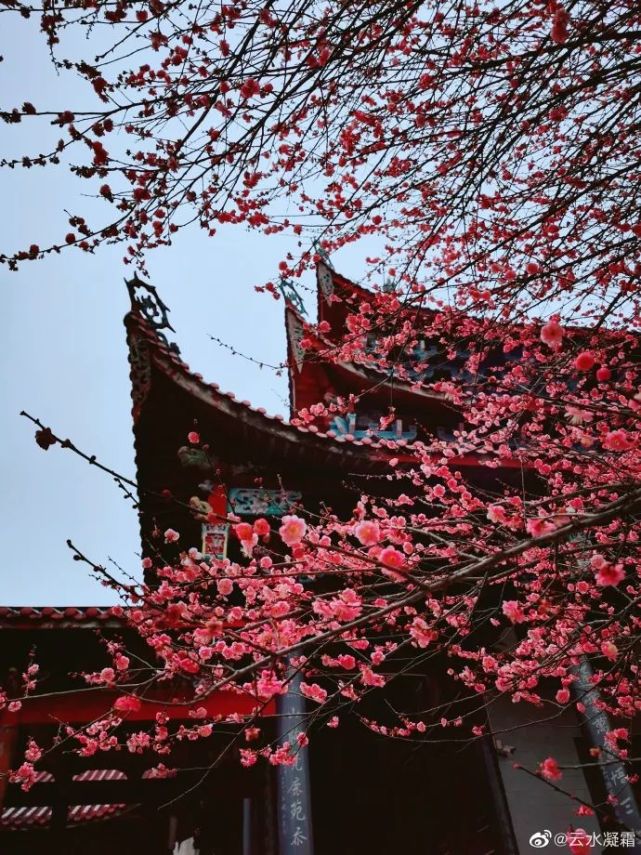 林阳寺梅花迎来最美花期,香气扑鼻!都是刚拍的图