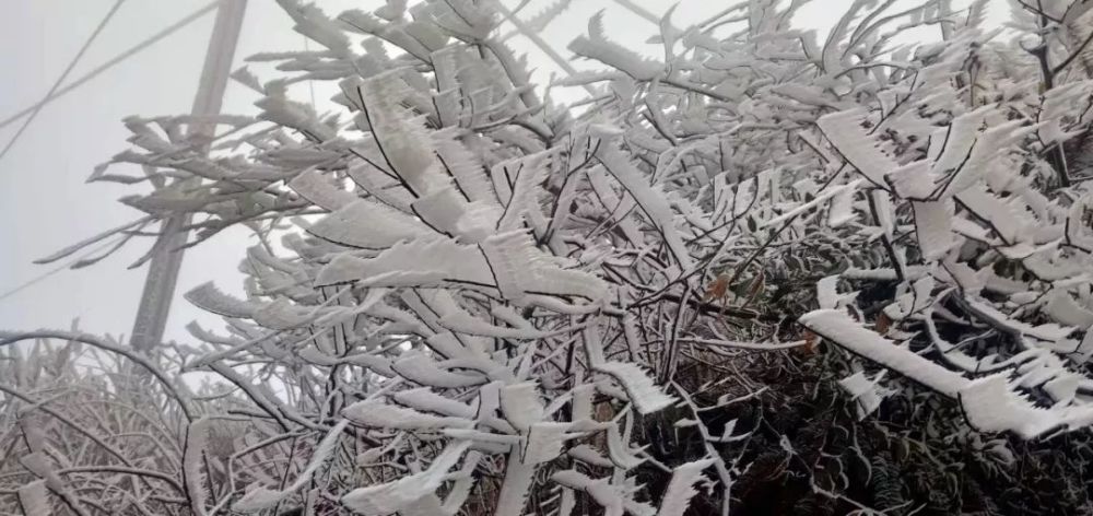 在山上 花草树木被冰封成了 如水墨画一般的冰雪世界 引来无数市民