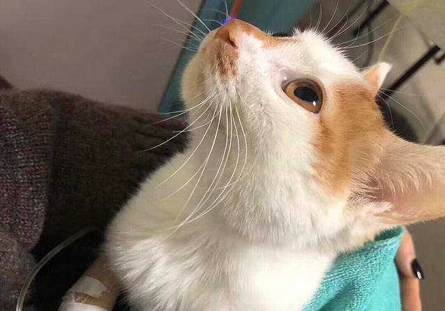 猫咪流鼻血并不简单,可能是患有猫白血病,3点预防要做