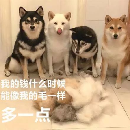沙雕狗狗表情包来袭,赶紧收起来!