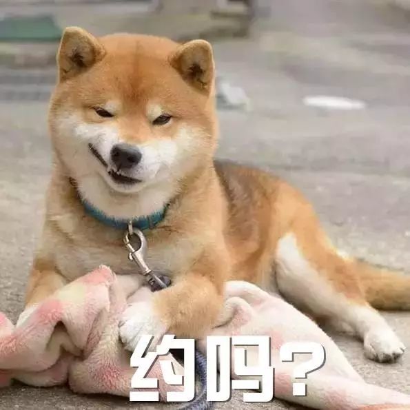 风骚柴犬表情包, 最适合撩妹子了.