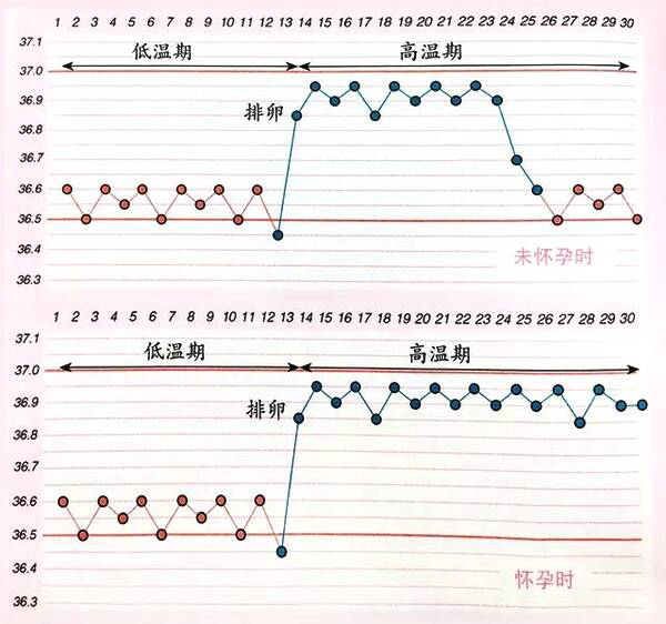 女生的双相体温曲线