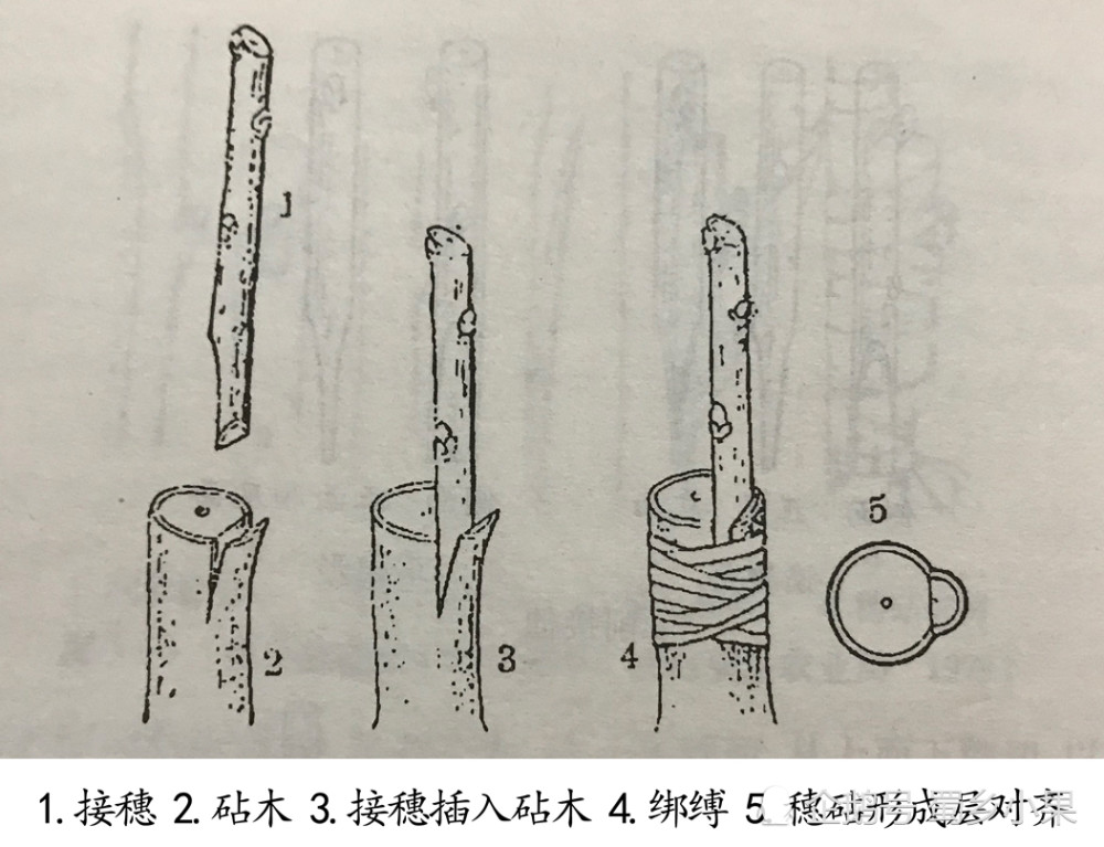 4,单芽腹接 此法适用于生长旺盛的夏,秋季节嫁接.