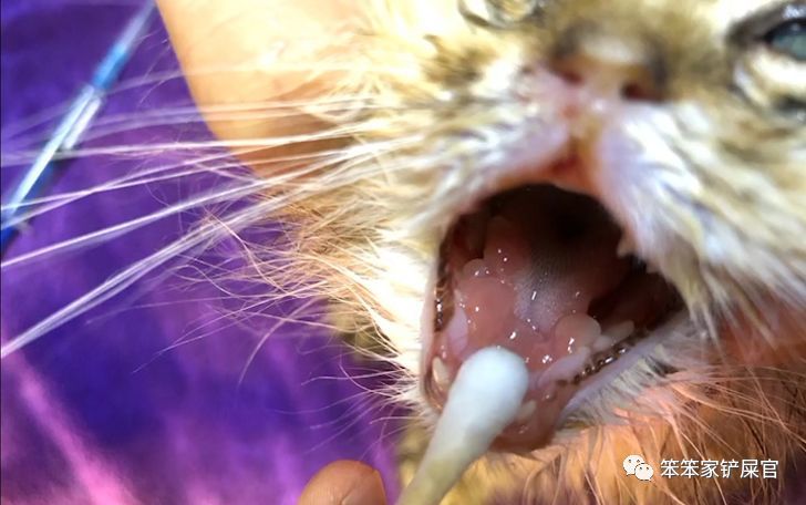 科学家发现猫和雪貂可以被冠状病毒感染并传播