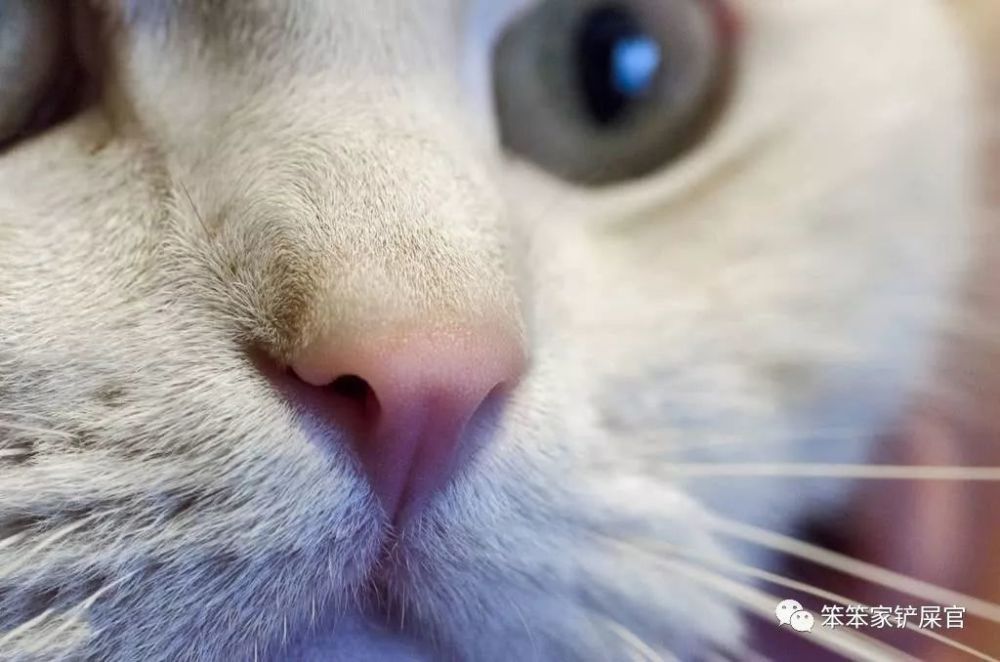 猫杯状病毒是猫咪高度传染的疾病:发病率极高,会引发严重疾病