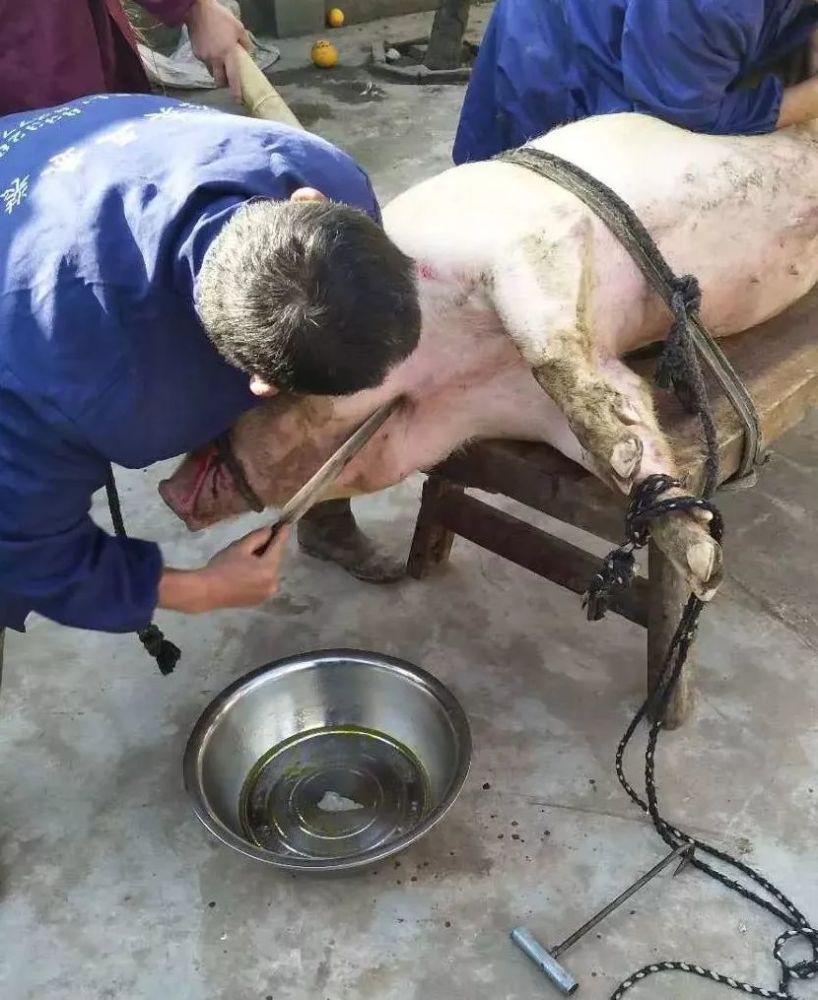最近彭泽不少人家里顺年猪吃杀猪饭你多久没看过呢