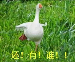 表情包:大白鹅有关放假的表情包
