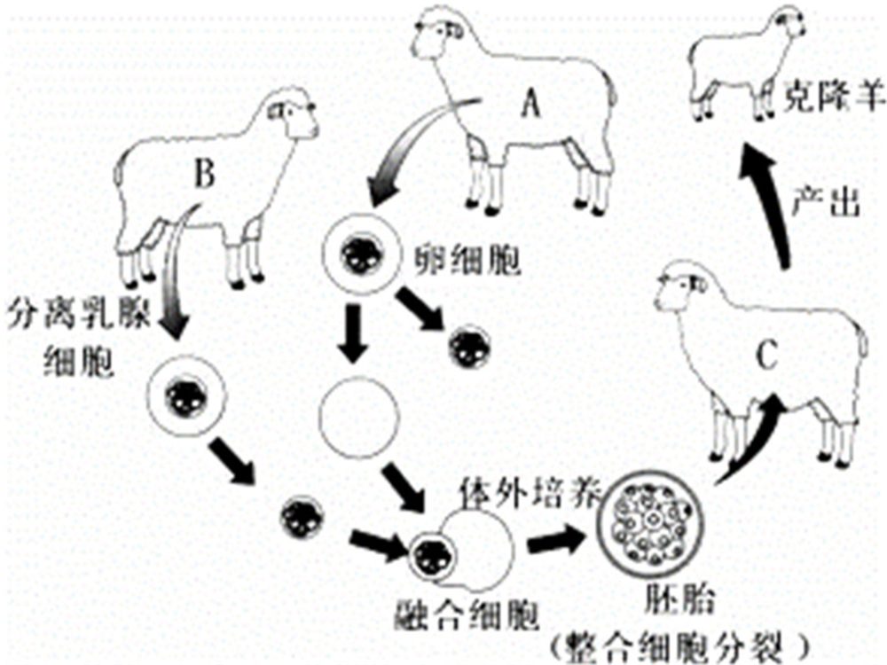 看看克隆羊啥下场?