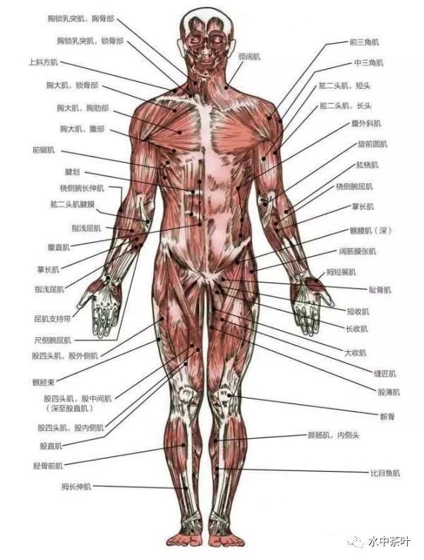 精辟!如何更好健身,了解下人体的肌肉和骨骼构造