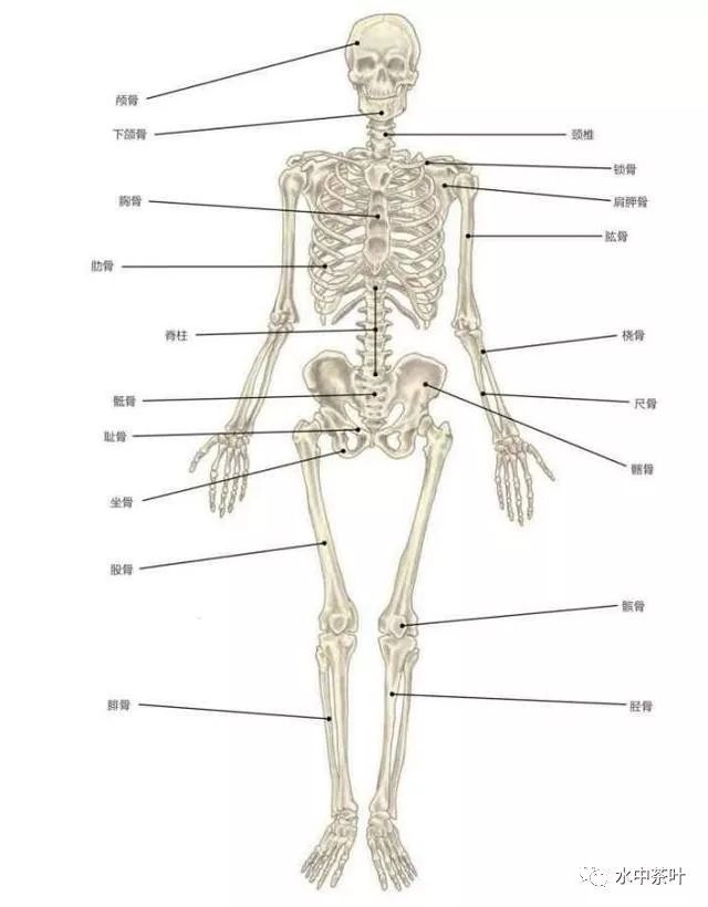 精辟!如何更好健身,了解下人体的肌肉和骨骼构造