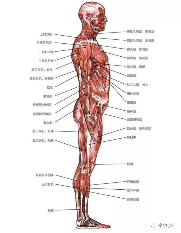 精辟!如何更好健身,了解下人体的肌肉和骨骼构造