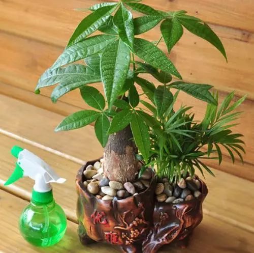 人们在种植发财树时都会给植株使用营养液