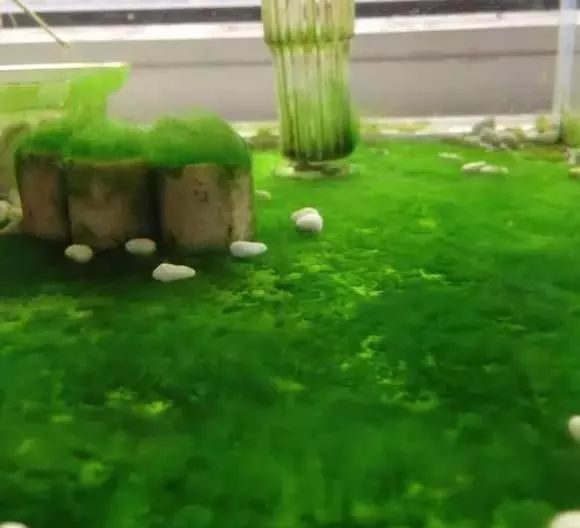 金鱼缸清水绿苔简直绝配不接受反驳