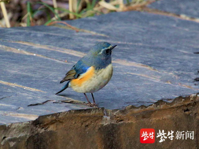 南京绿博园现美丽红胁蓝尾鸲鸟_腾讯新闻