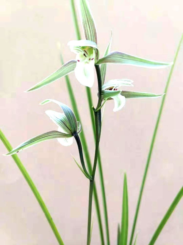 手机拍:兰花开,瑞香满,春望