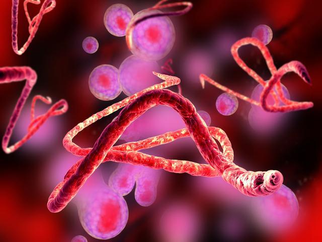 什么是埃博拉病毒?为何比新型冠状病毒更可怕