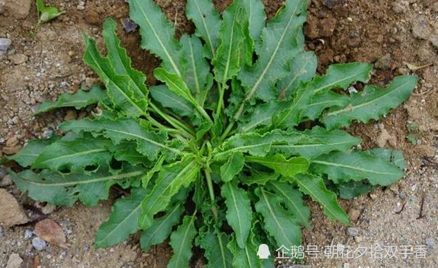 在乡下农村,人们常食用野菠菜的幼嫩茎叶,每年春天,都会有不少人去