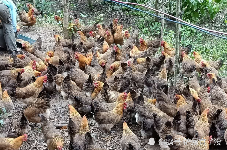 农村喜欢鸡鸭鹅一起养这种混养模式有什么好处看完涨知识了