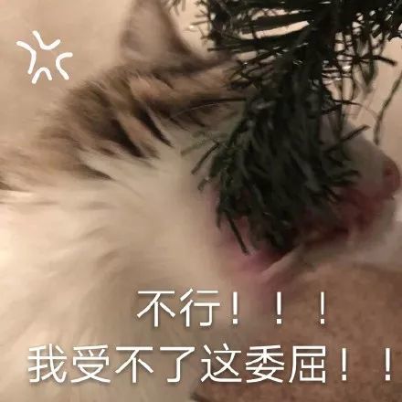 搞笑都是猫咪表情包,不行!我受不了这委屈!