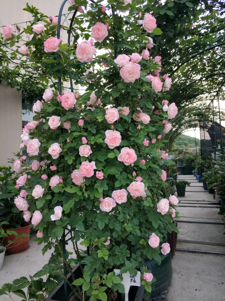 藤本植物是很受园艺师们喜欢的观赏花卉,它们会爬墙,能打造成各种