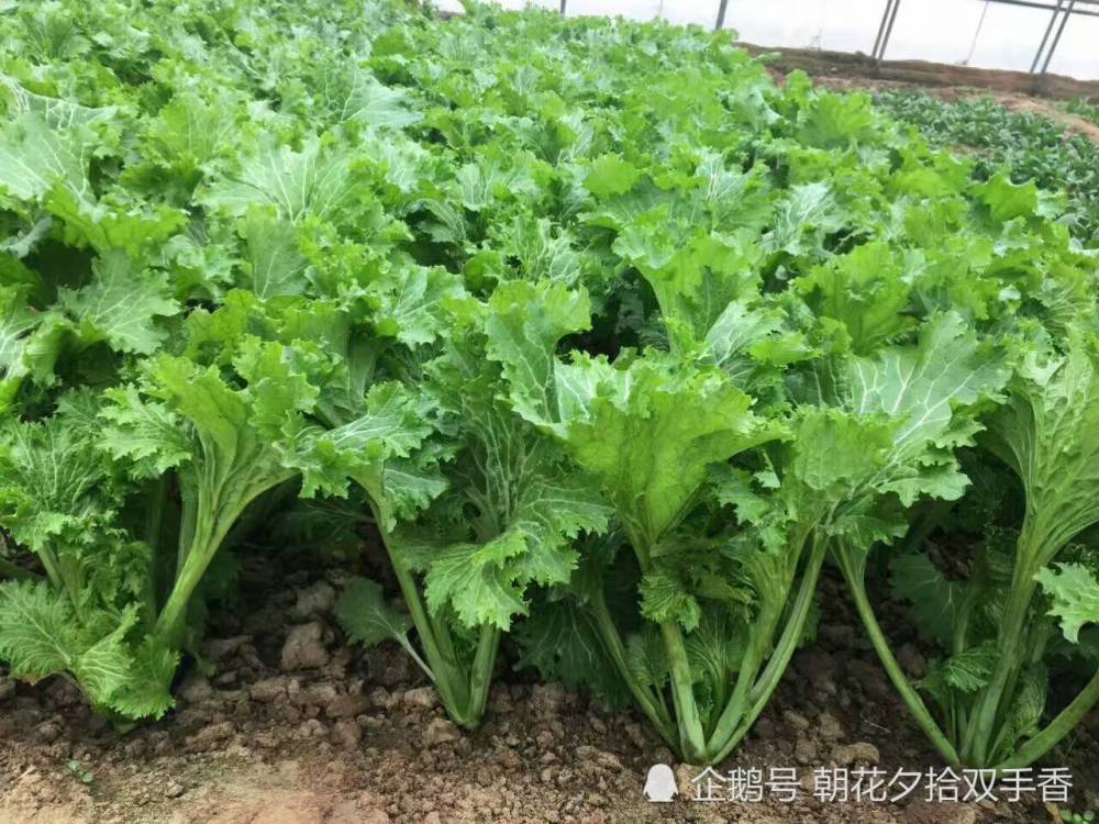 香叶饺子菜 第三种是香叶饺子菜,很多人可能没听说过.