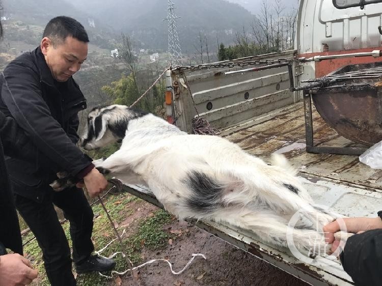 农历大年三十这天,巫山县月池村73岁的李来俊家忙碌热闹起来了,一家三