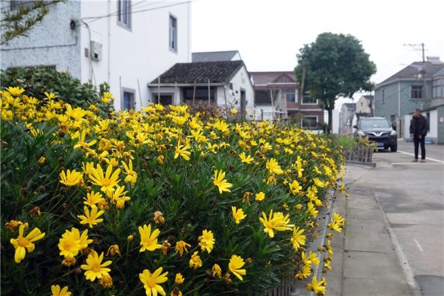 四塘南村还是慈溪农村生活垃圾分类试点村.