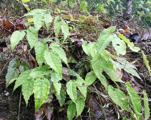 一种野草开白花,羊吃完了很激动,价值高名叫"淫羊藿"