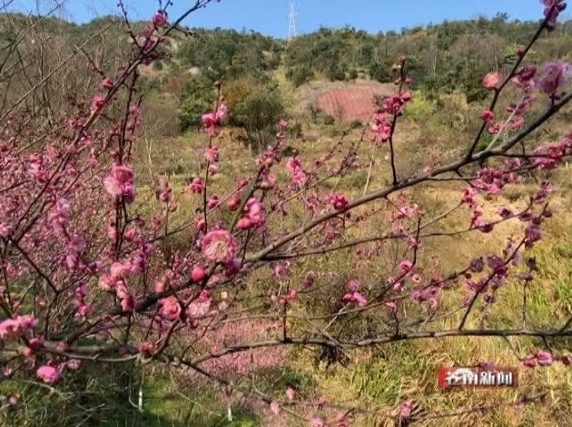 暗香浮动金乡梅峰60余亩梅花盛放迎新春