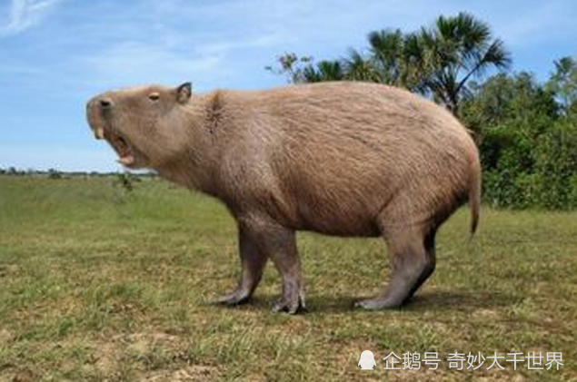 重达一千公斤的"大老鼠"长什么样?